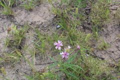 Palafoxia sphacelata
