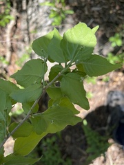 Erythrococca menyharthii