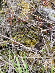 Oligosoma