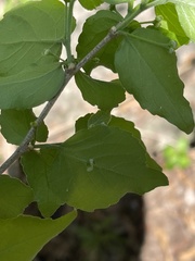 Erythrococca menyharthii