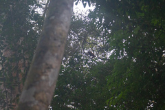 Alouatta seniculus