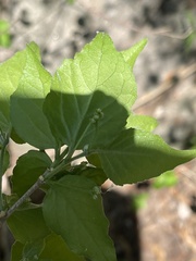 Erythrococca menyharthii