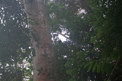 Alouatta seniculus