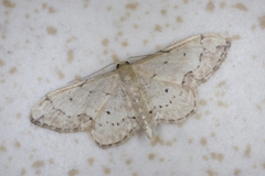 Idaea efflorata