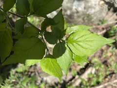 Erythrococca menyharthii