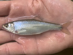 Cyprinella spiloptera