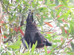 Pteropus alecto