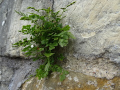 Asplenium ruta-muraria