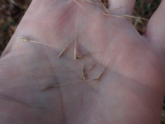 Elymus riparius