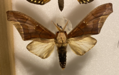 Colax apulus