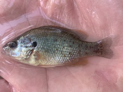 Lepomis humilis