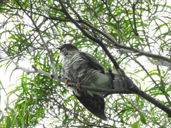 Hierococcyx sparverioides