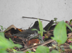 Turdus cardis