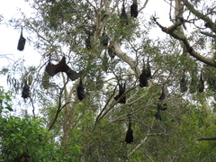 Pteropus alecto