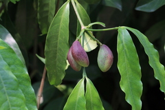 Kopsia arborea
