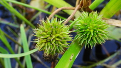 Sparganium emersum