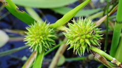 Sparganium emersum