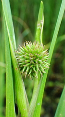 Sparganium emersum