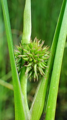 Sparganium emersum