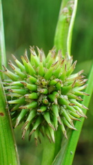Sparganium emersum