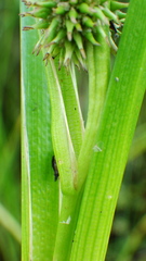 Sparganium emersum