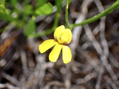 Goodenia varia