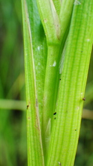 Sparganium emersum