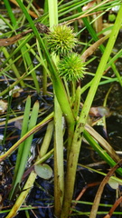 Sparganium emersum