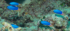 Pomacentrus coelestis