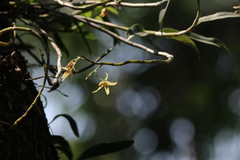 Dendrobium officinale