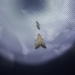 Acentropinae