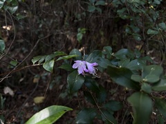 Rhododendron