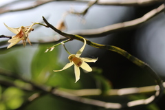 Dendrobium officinale