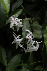 Kopsia arborea