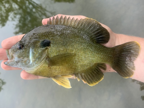 Greengill Sunfish