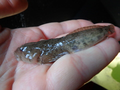 Cottus