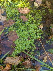 Callitriche stagnalis