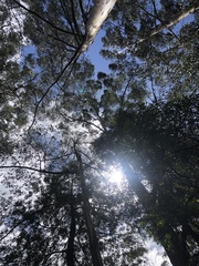 Eucalyptus strzeleckii