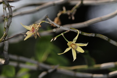 Dendrobium officinale