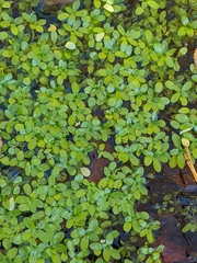 Callitriche stagnalis