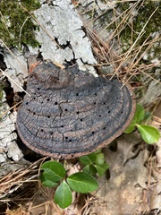 Phellinus nigricans