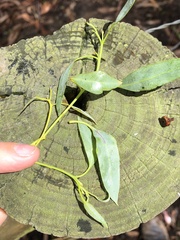Eucalyptus strzeleckii