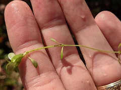 Callitriche stagnalis