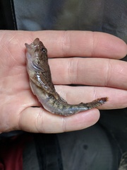 Cottus
