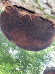 Phellinus nigricans