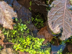 Callitriche stagnalis