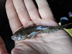 Cottus