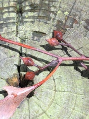 Eucalyptus strzeleckii