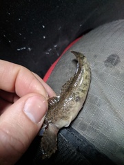 Cottus