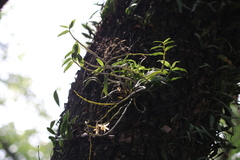 Dendrobium officinale